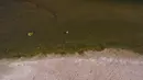 Debit air di Sungai Loire menyurut dan menimbulkan gumuk pasir yang meluas. (AFP/GUILLAUME SOUVANT)