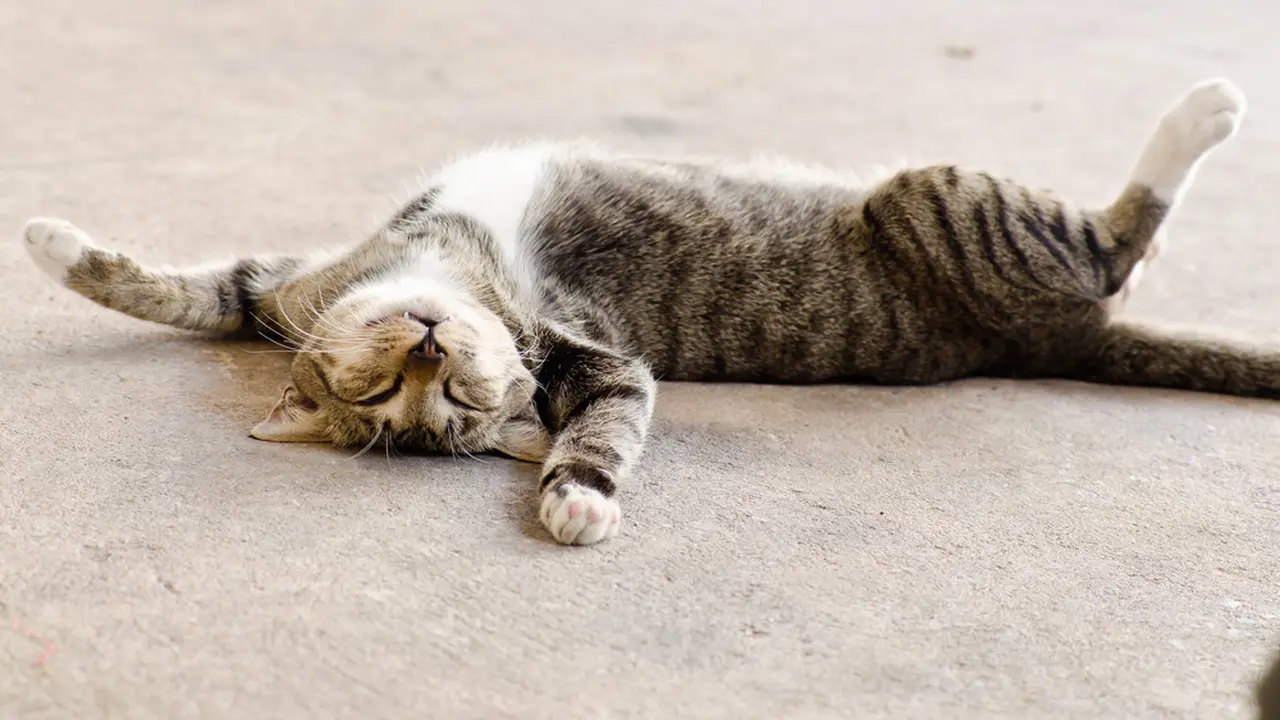 Kucing Berguling