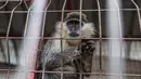 Seekor monyet terlihat di kandangnya di kebun binatang di Rafah, Jalur Gaza Selatan, pada 2 Januari 2024. (Foto: AFP)