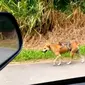 Seekor anak monyet yang kehilangan induknya menggantungkan hidupnya pada seekor anjing.