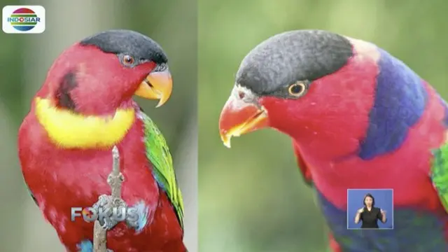 BKSDA Maluku dan Maluku Utara lepas liarkan dua jenis burung nuri merah dan perkici pelangi yang didapat dari pasar gelap.