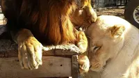 Seekor singa betina yang awalnya sekarat, berangsur pulih setelah seekor singa jantan menemaninya selama dalam masa penyembuhan
