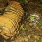 Temuan ketiga harimau yang tewas di Aceh (Liputan6.com/Ist)