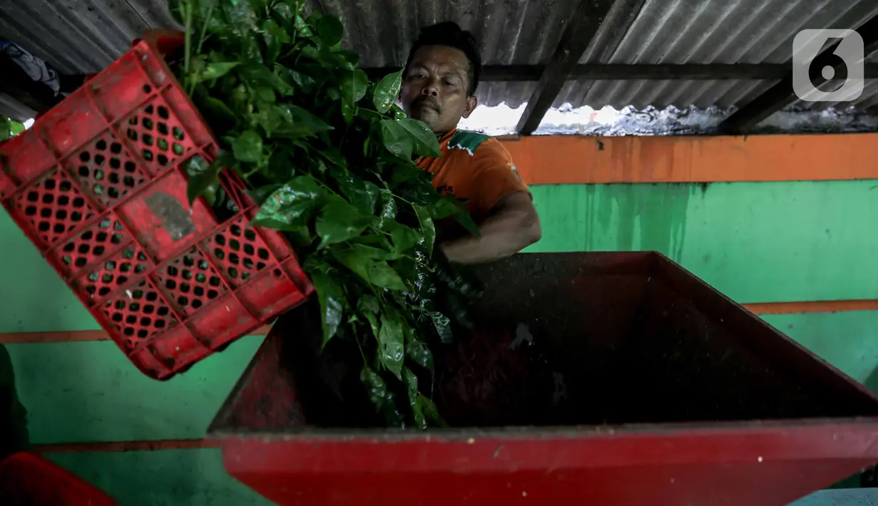 Petugas Sudin Lingkungan Hidup Jakarta Pusat melakukan pengolahan sampah daun di TPS 3R Ketapang Satpel Lingkungan Hidup Kecamatan Gambir, Jakarta, Rabu (22/2/2023). TPS 3R Ketapang Satpel Lingkungan Hidup Kecamatan Gambir itu dapat mereduksi atau mengurai sampah organik menjadi kompos sebanyak 200-300 kilogram per hari. (Liputan6.com/Faizal Fanani)