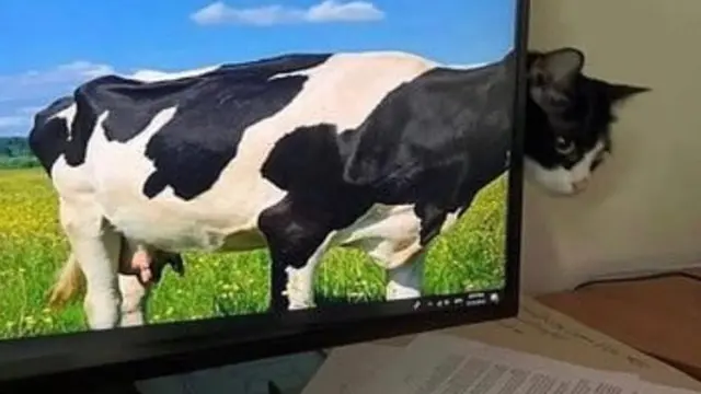 7 Momen Tepat Saat Mengambil Foto Kucing Ini Hasilnya Kocak