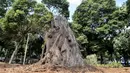 Sebatang pohon tidak terawat di Taman Jatinegara, Jakarta, Senin (16/9/2019). Kondisi ini membuat taman tersebut sepi pengunjung karena lebih banyak dihuni oleh PMKS dan pengamen. (merdeka.com/Iqbal S. Nugroho)