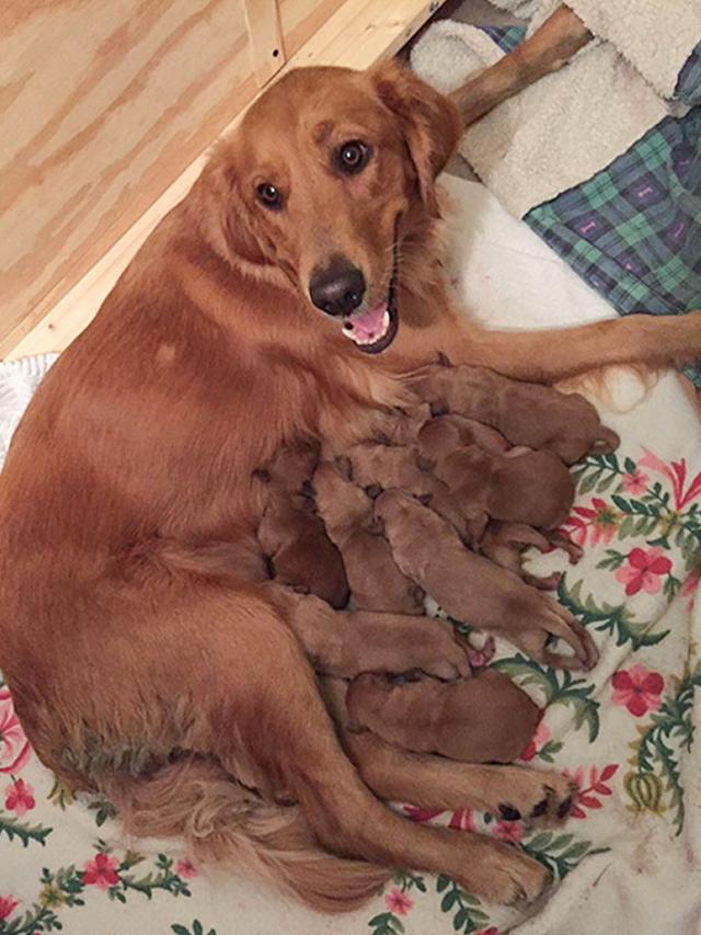 7 Potret Gemas Induk Anjing Saat Menyusui Anak-anaknya, Lucu Banget