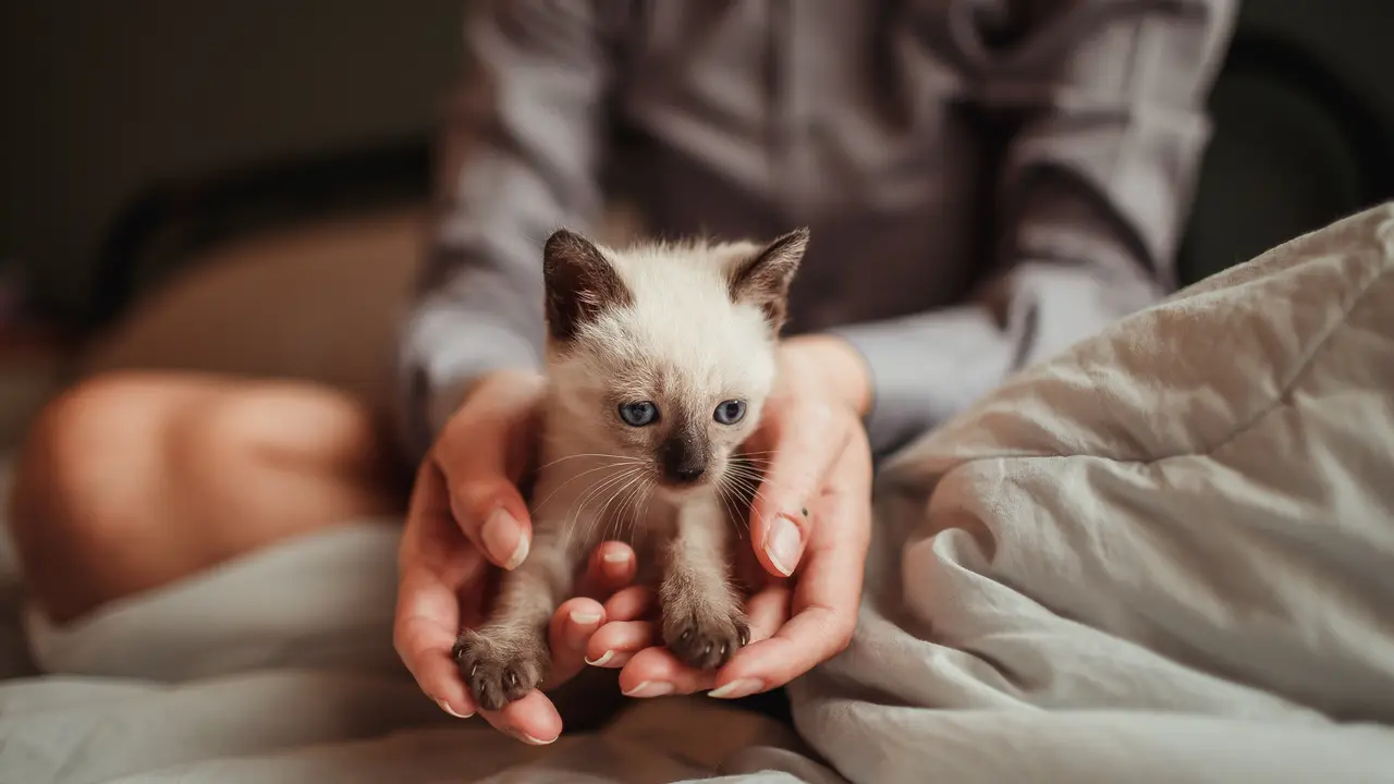 Ilustrasi anak kucing