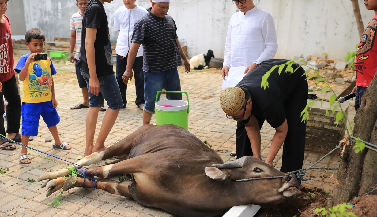 Artis yang juga Anggota DPR itu berharap, kurban yang diberikan bisa bermanfaat untuk warga sekitar kantor dan karyawannya. Sapi dan kambing itu dikorbankan untuk tujuh keluarganya. (Adrian Putra/Bintang.com)