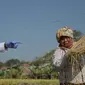 Gubernur Jawa Barat Ridwan Kamil meninjau panen raya padi hasil metode jamu organik Biogro atau jamu penyubur tanaman di Kelurahan Cibeber, Kota Cimahi, Kamis (27/8/2020). (Foto: Humas Jabar)