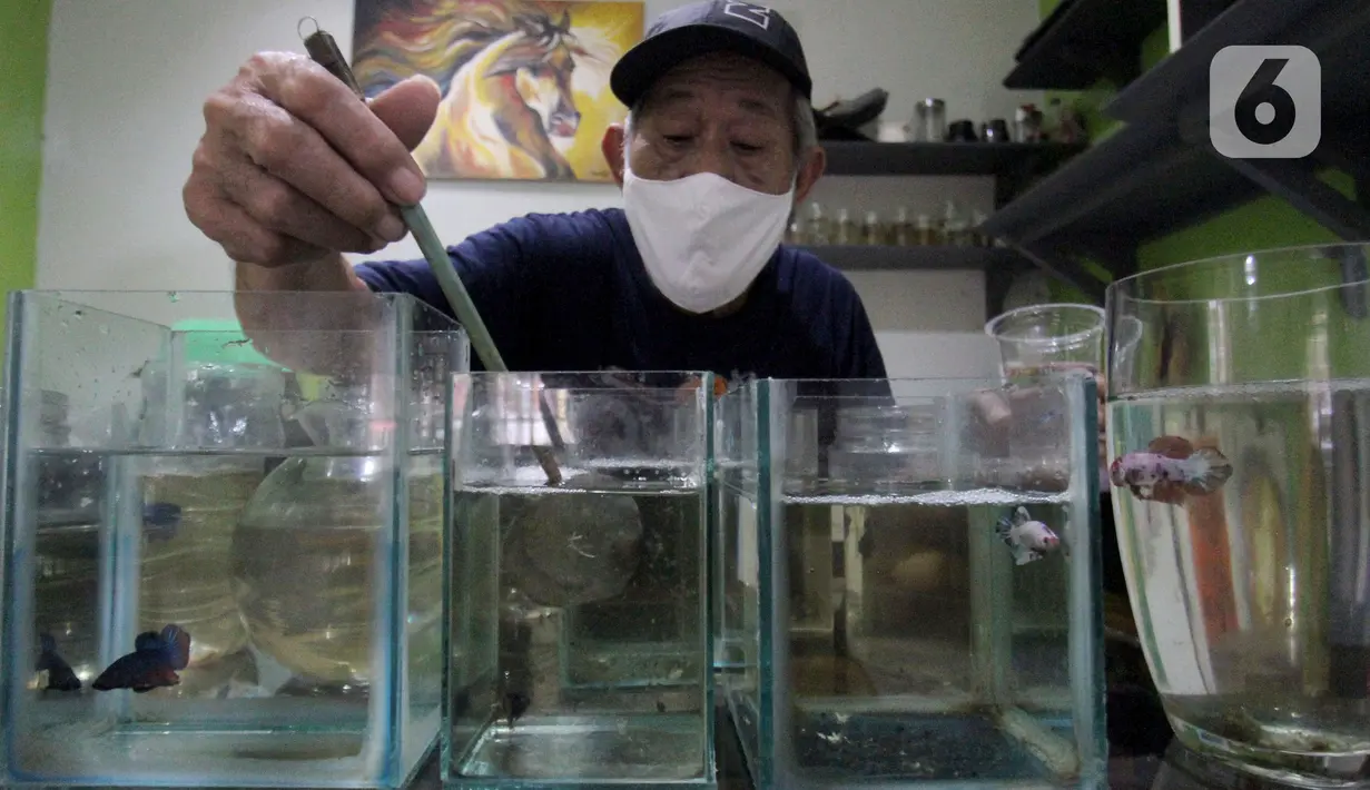 Penjual ikan cupang hias menyortir hasil budidaya rumahan untuk dijual di Perumahan Pondok Arum, Karawaci, Tangerang, Kamis (21/01/2021). Tren hobi memelihara ikan hias jenis cupang selama pandemi Covid-19 meningkatkan Penjualan ikan cupang hingga dua kali lipat. (merdeka.com/Arie Basuki)