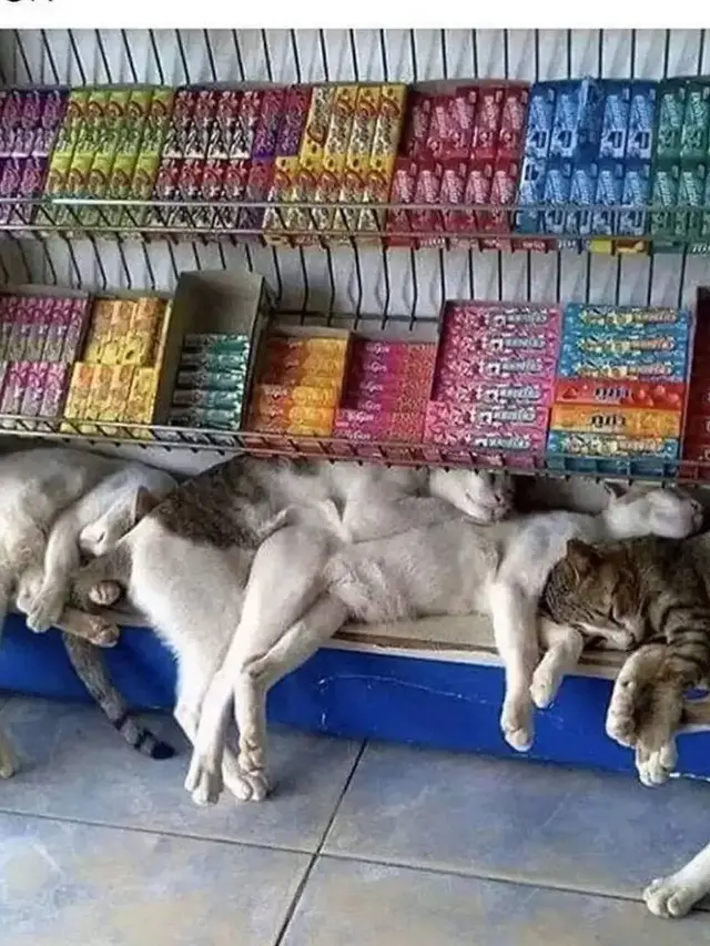 12 Potret Nyeleneh Kucing Tidur di Sembarang Tempat Ini Bikin Gemas