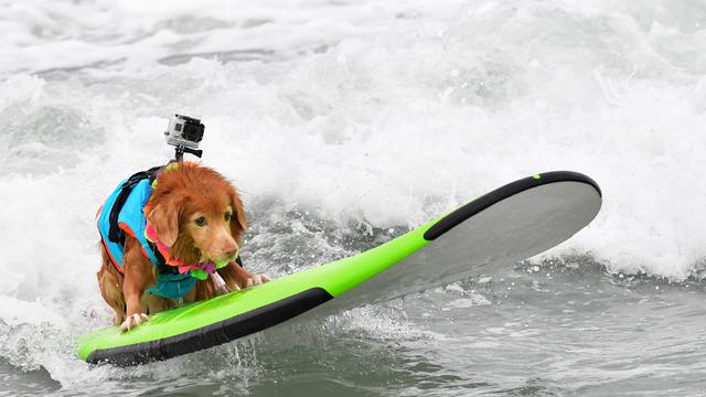 Kontes Selancar Anjing