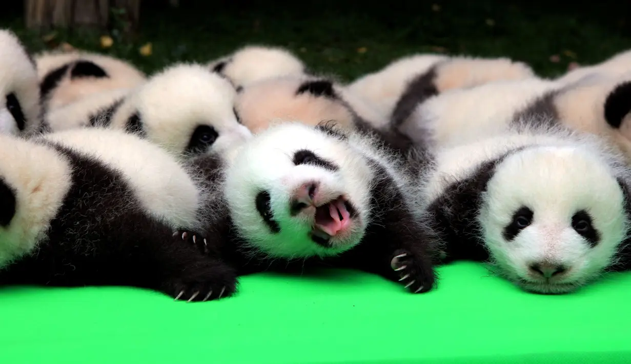 Sebanyak 23 bayi panda dipamerkan kepada pengunjung di atas panggung di pusat penelitian panda di Chengdu, Sichuan, China, Kamis (29/9). Sepanjang tahun ini, ada 23 anak panda yang dilahirkan di tempat tersebut. (China Daily/via REUTERS)