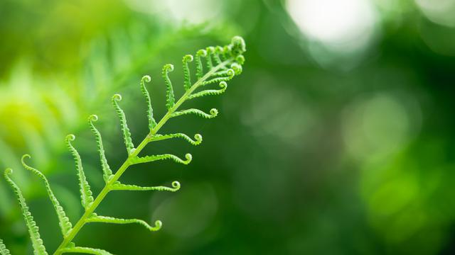 Perkembangbiakan tumbuhan paku jelaskan Reproduksi Tumbuhan