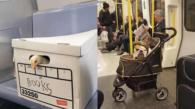 Kelakuan Nyeleneh di Gerbong Kereta