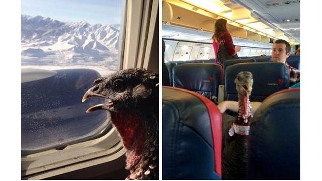 7 Potret Kelakuan Manusia yang Terlalu Sayang Binatang Ini Bikin Geleng Kepala