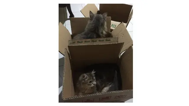 Potret Kucing Dikirim Melalui Peketan Dalam Kardus