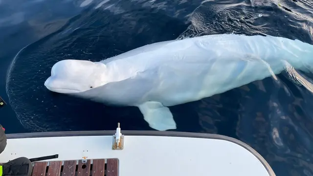 2 Lembaga Klaim Paus Beluga Si 'Mata-mata Rusia' Diduga Sengaja Mati Ditembak