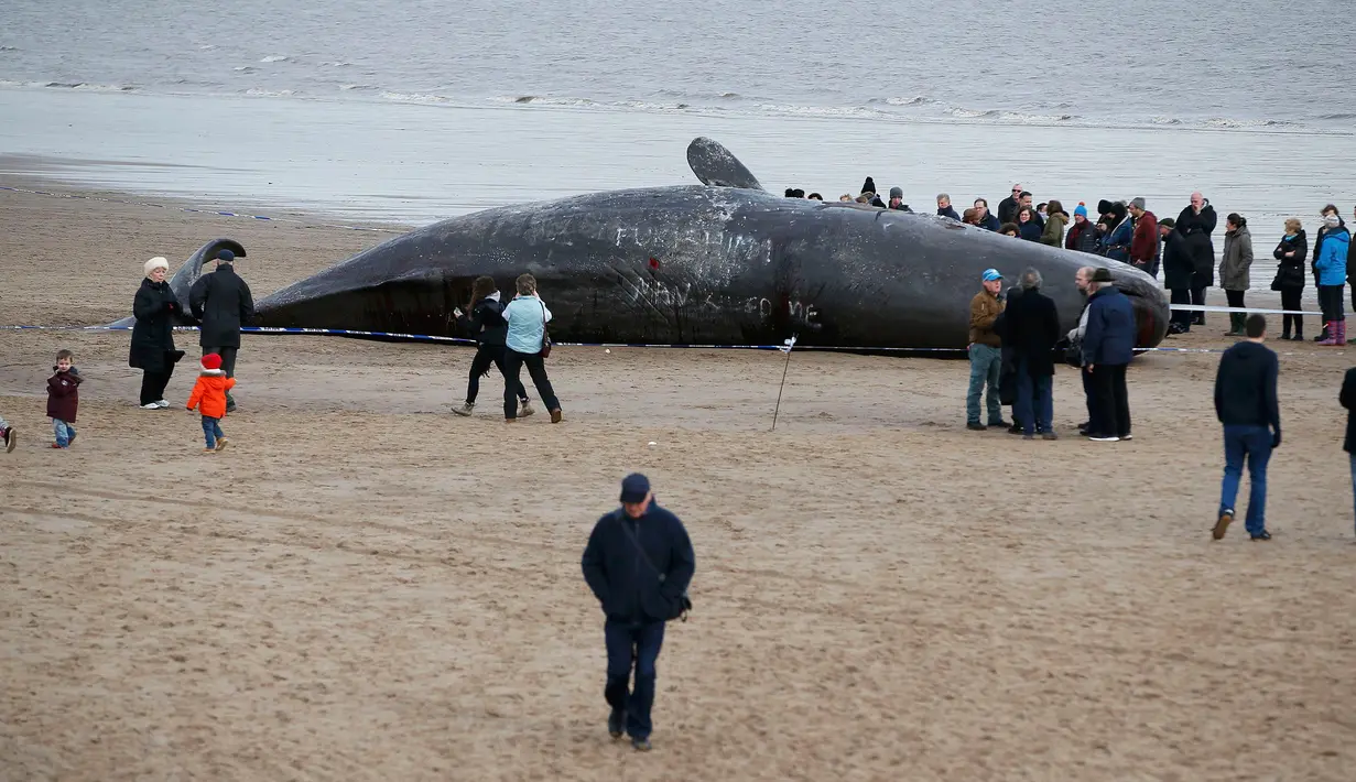Sejumlah wisatawan melihat bangkai paus sperma yang tergeletak di atas pasir setelah terdampar di pantai Skegness, Inggris, Senin (25/1). Menurut media setempat, tiga paus sperma ditemukan mati terdampar pada akhir pekan lalu. (REUTERS / Andrew Yates)