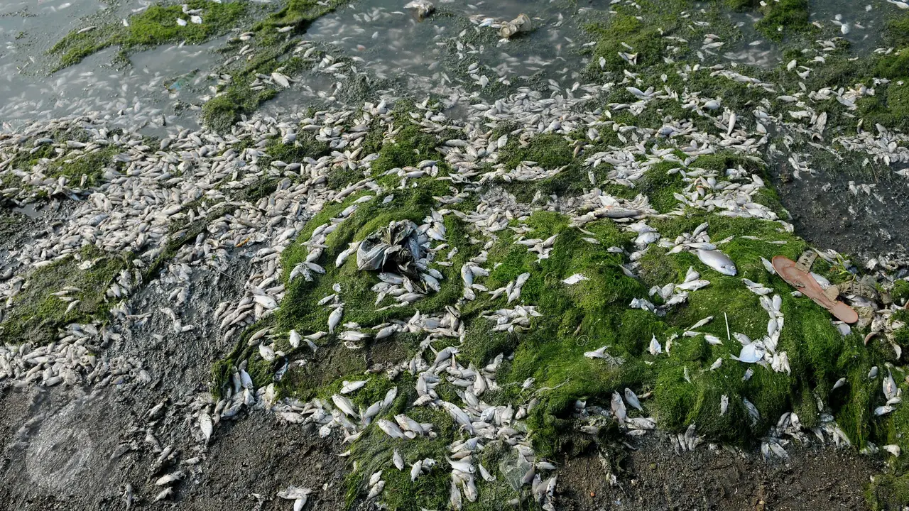 20151130-Ikan Mati di Ancol-Jakarta-Gempur M Surya