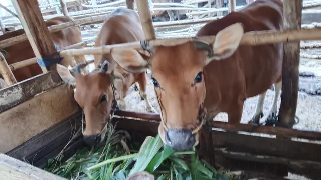 KUR untuk Peternak