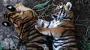 Dua ekor anak Harimau Bengal bermain di penampungan hewan FURESA, Jayaque, San Salvador, Selasa (31/1). Empat anak harimau bengal, sebuah spesies yang terancam punah, berhasil lahir melalui persalinan normal. (AFP PHOTO/ Marvin RECINOS)