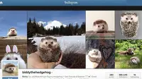 Landak ini Mendadak Populer di Instagram 