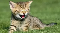 Layaknya Anjing, Kucing Tahu Kapan Anda Sedih dan Senang