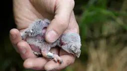  Seekor burung hantu dipasangi gelang untuk disambungkan pada "Smart Nest Box" di hutan dekat Desa Mikulov, Republik Ceko (18/6). Sarang ini dibuat oleh Ilmuwan Jiri Sindelar. (REUTERS / David W Cerny)