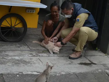 Petugas menyuntikkan vaksin rabies pada seekor kucing peliharaan warga di kelurahan Bukit Duri, Jakarta, Selasa (24/8/2021). Dinas Ketahanan Pangan, Kelautan, dan Pertanian (KPKP) memberikan vaksinasi rabies bagi hewan peliharaan warga untuk mengantisipasi penyakit rabies. (merdeka.com/Imam Buhori)