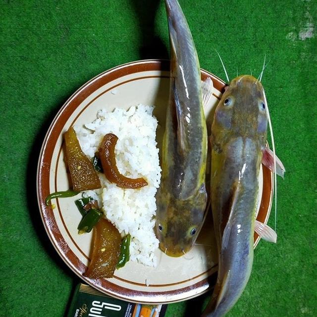 6 Menu Makan Lele Ini Tidak Biasa, Bikin Terkejut