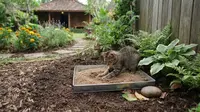 8 Cara Mencegah Kucing Menggali Tanaman di Halaman Rumah agar Tetap Asri dan Bersih
