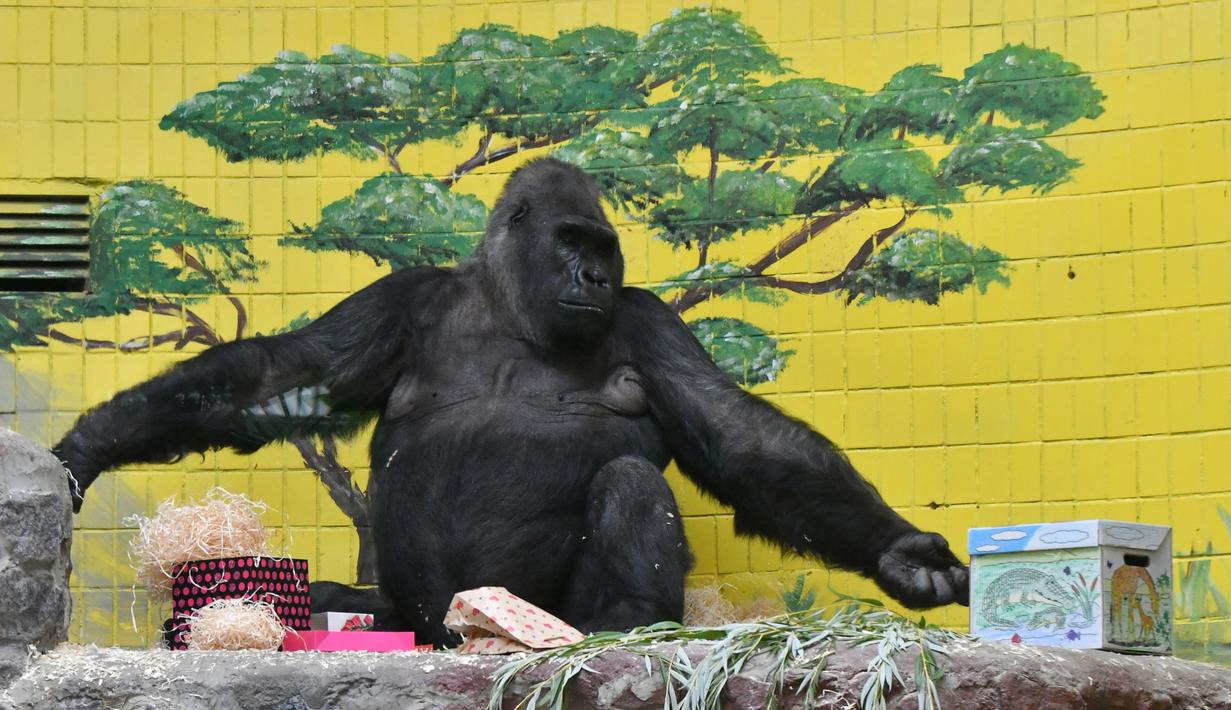 Foto Momen Lucu Gorila Saat Dapat Kado Ulang Tahun Global
