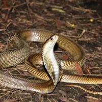 Ilustrasi mimpi digigit ular kobra/Copyright unsplash.com/Avinash Uppuluri