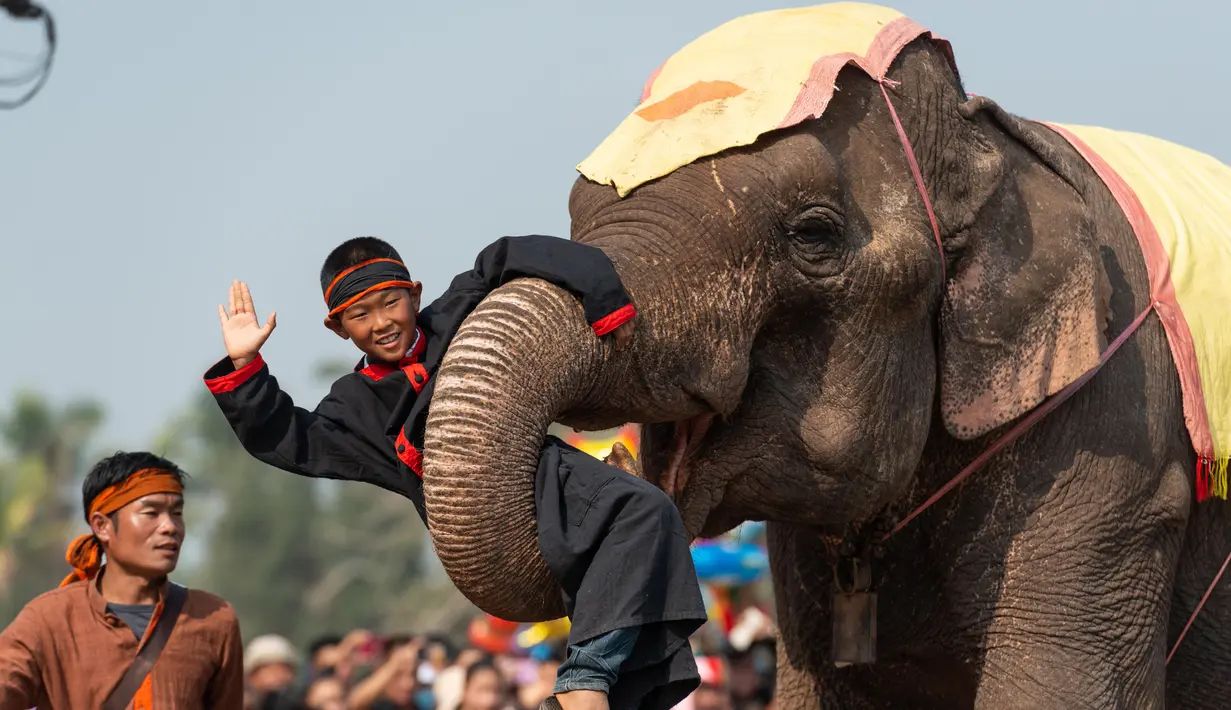 Seekor gajah menggendong seorang anak di Festival Gajah 2020 yang digelar di Provinsi Xayaboury, Laos utara, pada 22 Februari 2020. Festival tahunan yang kali ini berlangsung dari 22 Februari hingga 28 Februari tersebut telah diadakan sejak 2007 di Provinsi Xayaboury. (Xinhua/Kaikeo Saiyasane)