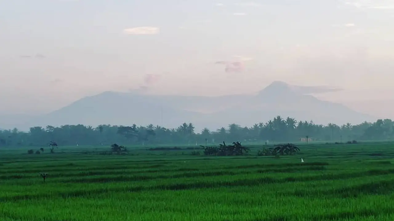 Pronosutan View