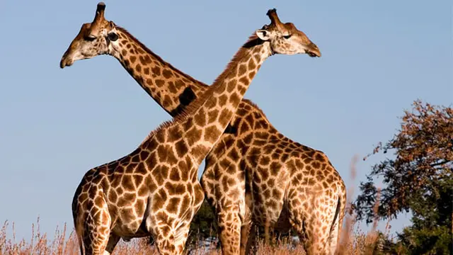 (c) http://spirit-animals.com/