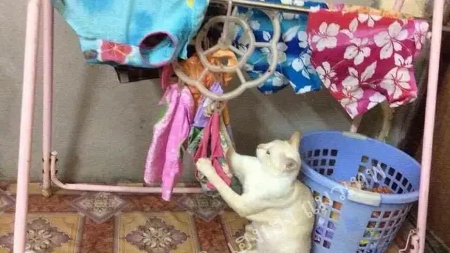 Kelakuan Kucing Lakukan Pekerjaan Rumah Ini Bak Manusia, Bikin Geleng Kepala