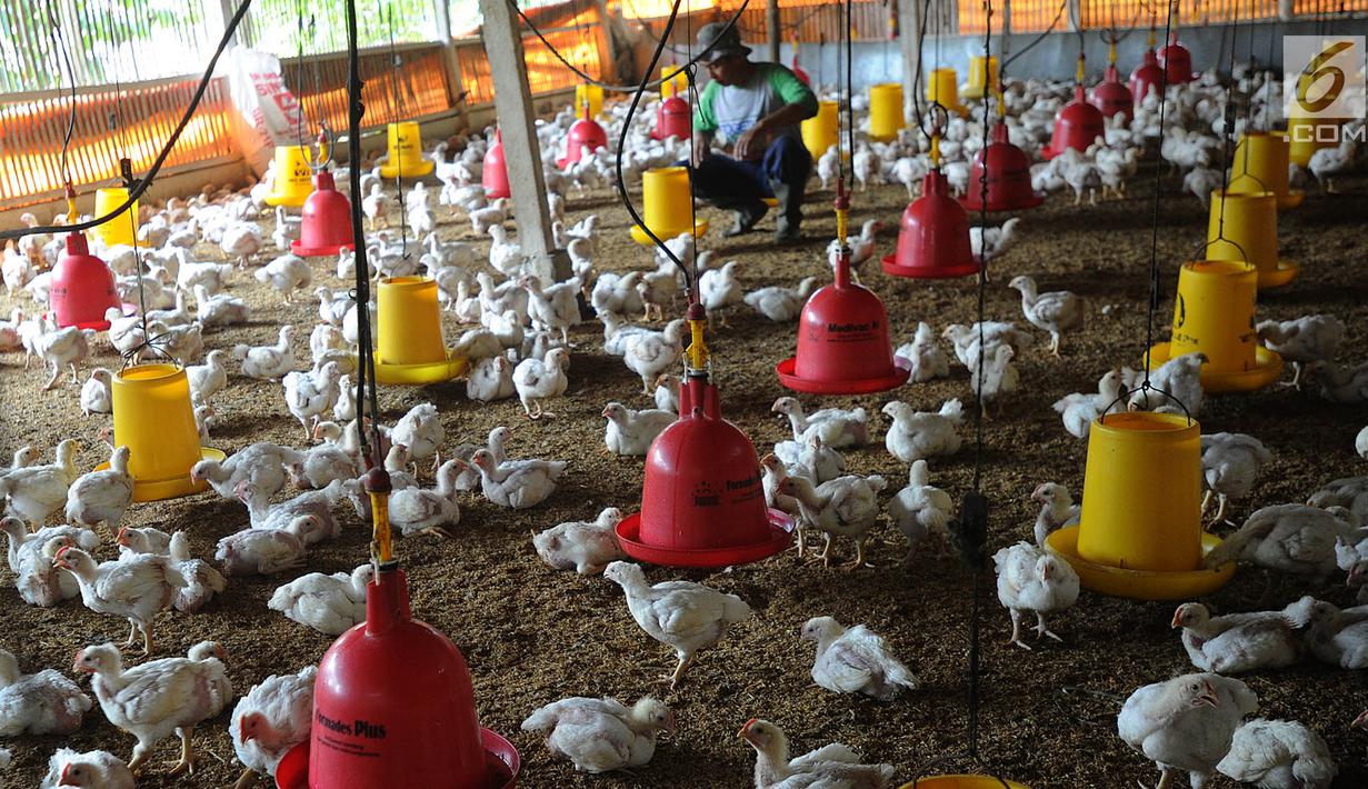 Foto Tembus Rp 50 Ribu Per Kg Peternak Keluhkan Harga Bibit Ayam