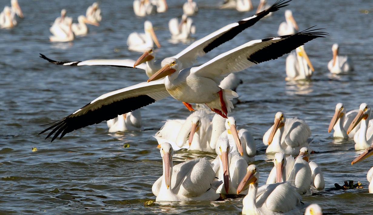Pelikan putih, salah satu burung terbesar dari Kanada dan Amerika Serikat, terlihat di pantai laguna Chapala di Cojumatlan, Meksiko pada 28 Januari 2020. Pelikan putih melakukan perjalanan ribuan kilometer bermigrasi dari suhu rendah Amerika Utara. (Photo by ULISES RUIZ / AFP)