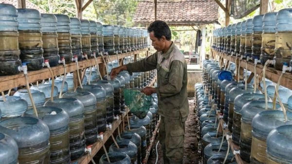 Apakah Ikan Hias Bisa Diternak Pakai Galon Bekas? Ini Penjelasan Lengkapnya