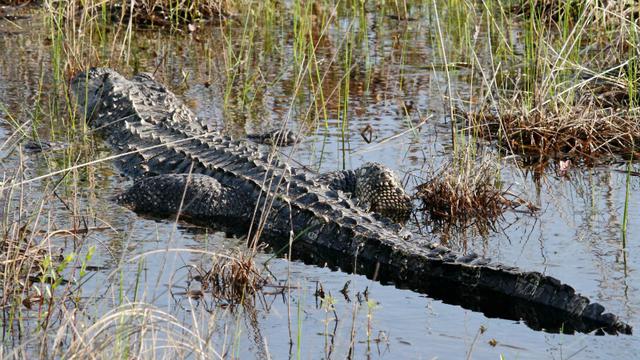 Aligator Amerika jumlahnya melimpah di Florida