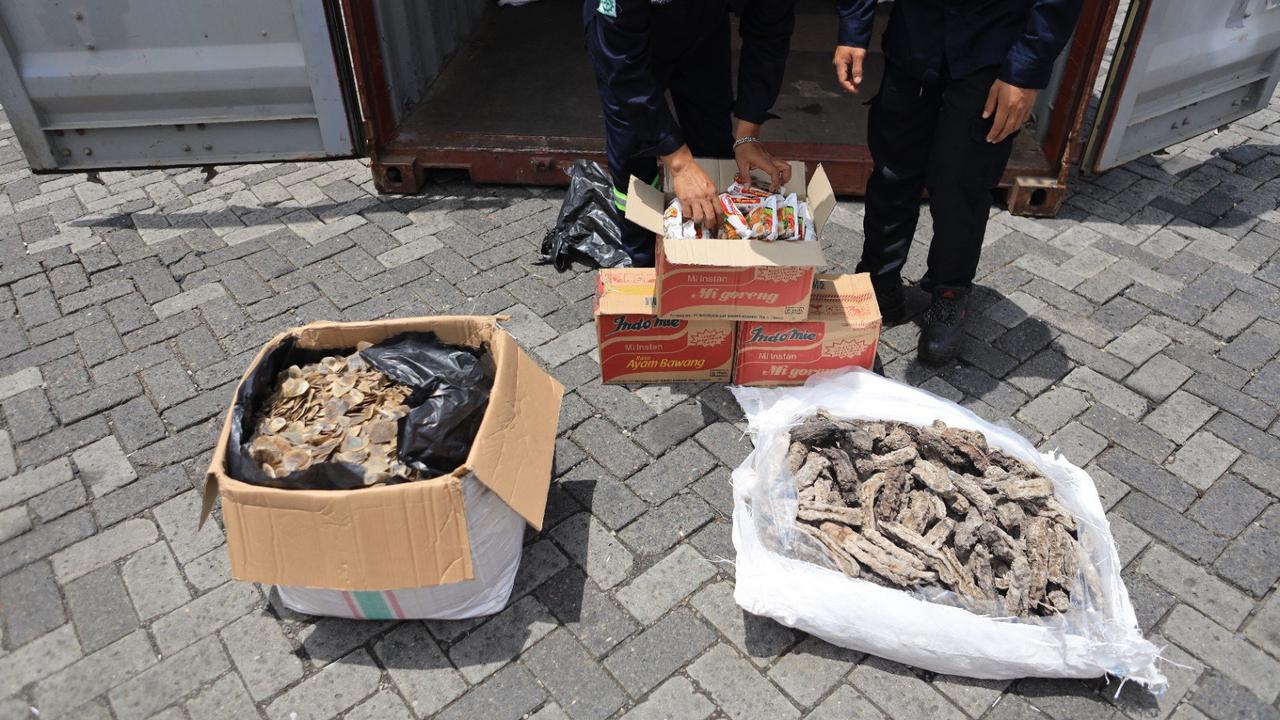 Bea Cukai Tanjung Priok Gagalkan Ekspor Ilegal 3 Ton Sisik Trenggiling, Nilainya Fantastis