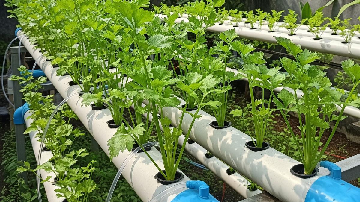 Cara Menanam Daun Seledri Hidroponik, Mudah dan Praktis di Rumah