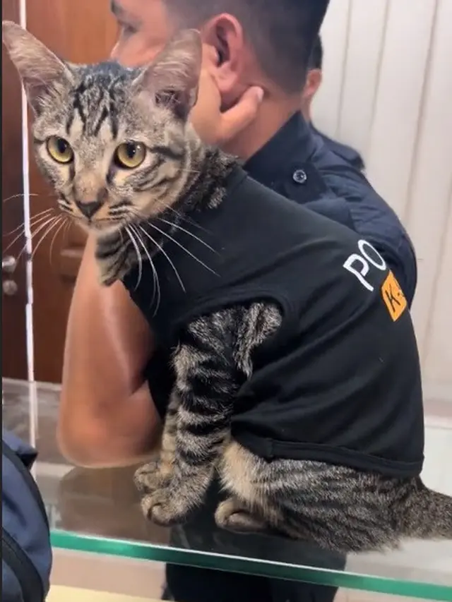 Kucing Anggota K-9