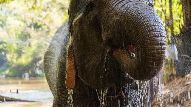 Elephant Nature Park