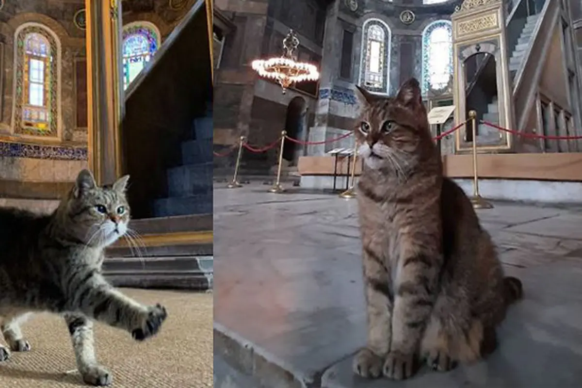 Kenalkan Gli, Kucing Penghuni Hagia Sophia Selama 17 Tahun