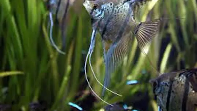 kan Manfish (Angelfish)
