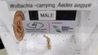 Nyamuk jantan pembawa bakteri Wolbachia dikembangbiakkan di Badan Lingkungan Nasional Singapura, Selasa (7/2). Bakteri Wolbachia telah diteliti mampu 'mengontrol' populasi nyamuk penyebar benih wabah demam berdarah. (AFP Photo/Roslan Rahman)